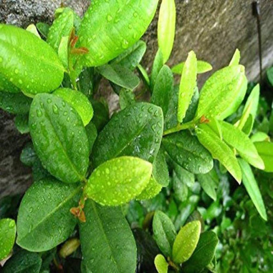 Seeds Climbing Clove Plant